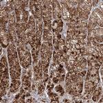LACTB Polyclonal Antibody