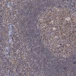 LACTB Antibody in Immunohistochemistry (Paraffin) (IHC (P))