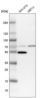 LACTB Antibody in Western Blot (WB)
