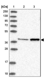 RF1ML Antibody in Western Blot (WB)