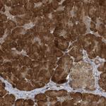 ATG4A Polyclonal Antibody