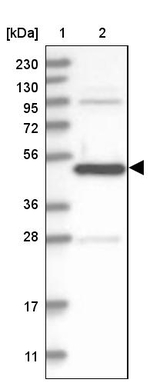 ATG4A Antibody in Western Blot (WB)