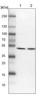ATG4A Antibody in Western Blot (WB)