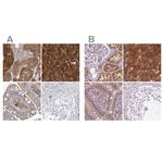 HAAO Polyclonal Antibody