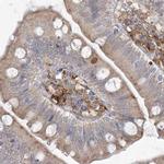 HAAO Antibody in Immunohistochemistry (IHC)