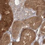 HAAO Antibody in Immunohistochemistry (IHC)
