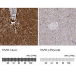 HAAO Antibody