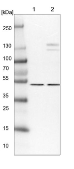 DNPEP Antibody in Western Blot (WB)