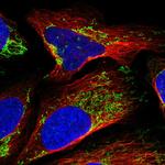 LRP130 Polyclonal Antibody