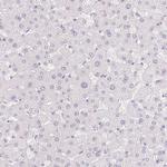 MORC1 Antibody in Immunohistochemistry (Paraffin) (IHC (P))