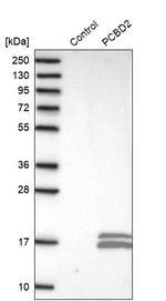 PCBD2 Antibody in Western Blot (WB)