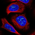 DMXL1 Polyclonal Antibody