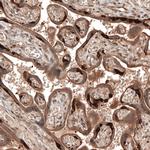 DMXL1 Antibody in Immunohistochemistry (IHC)