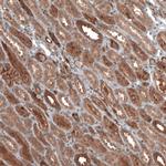DMXL1 Antibody in Immunohistochemistry (IHC)
