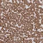 DMGDH Polyclonal Antibody