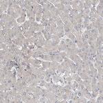 SPAT5 Antibody in Immunohistochemistry (Paraffin) (IHC (P))