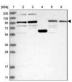 SPAT5 Antibody in Western Blot (WB)