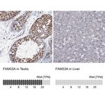 FAM53A Polyclonal Antibody