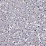FAM53A Antibody in Immunohistochemistry (IHC)