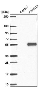 FAM53A Antibody in Western Blot (WB)