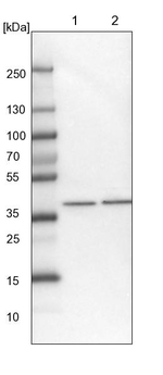 PHYKPL Antibody in Western Blot (WB)