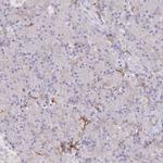 DOCK2 Antibody in Immunohistochemistry (Paraffin) (IHC (P))