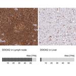 DOCK2 Antibody in Immunohistochemistry (IHC)