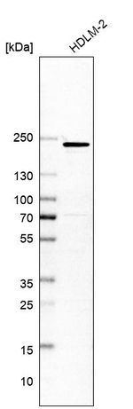 DOCK2 Antibody in Western Blot (WB)