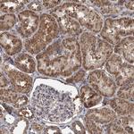 RWDD4 Polyclonal Antibody