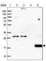 RWDD4 Antibody in Western Blot (WB)