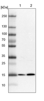 RWDD4 Antibody in Western Blot (WB)