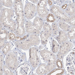 NOP16 Antibody in Immunohistochemistry (Paraffin) (IHC (P))