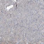 CXXC5 Polyclonal Antibody