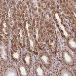 ZMAT2 Antibody in Immunohistochemistry (Paraffin) (IHC (P))