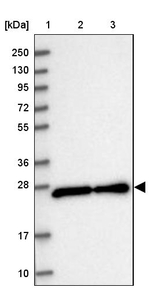 ZMAT2 Antibody in Western Blot (WB)