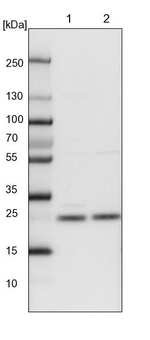 ZMAT2 Antibody in Western Blot (WB)