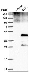 CCNJ Antibody in Western Blot (WB)
