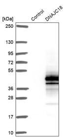 DJC18 Antibody in Western Blot (WB)