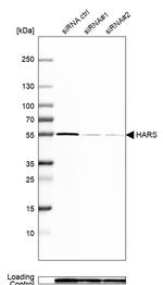HARS Antibody