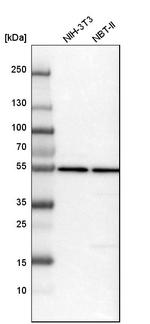 HARS Antibody in Western Blot (WB)