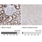 HIBCH Antibody in Immunohistochemistry (IHC)