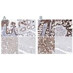 HIBCH Antibody in Immunohistochemistry (IHC)