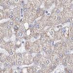 HIBCH Antibody in Immunohistochemistry (IHC)