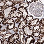 HIBCH Antibody in Immunohistochemistry (Paraffin) (IHC (P))