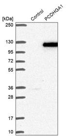 PCDHGA1 Antibody in Western Blot (WB)