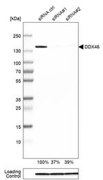 DDX46 Antibody
