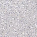 RNF145 Antibody in Immunohistochemistry (Paraffin) (IHC (P))