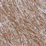 RNF145 Antibody in Immunohistochemistry (Paraffin) (IHC (P))