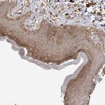 RNF145 Antibody in Immunohistochemistry (Paraffin) (IHC (P))