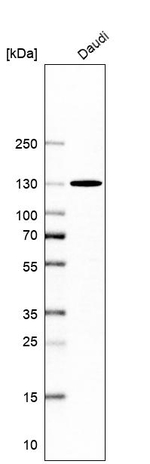 MATR3 Antibody in Western Blot (WB)